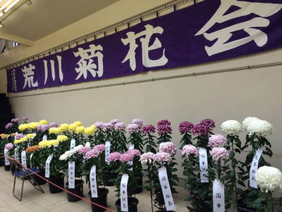 261102kiku.JPG