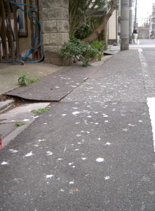 PICT8058.jpg