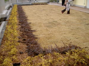 PICT8246.jpg